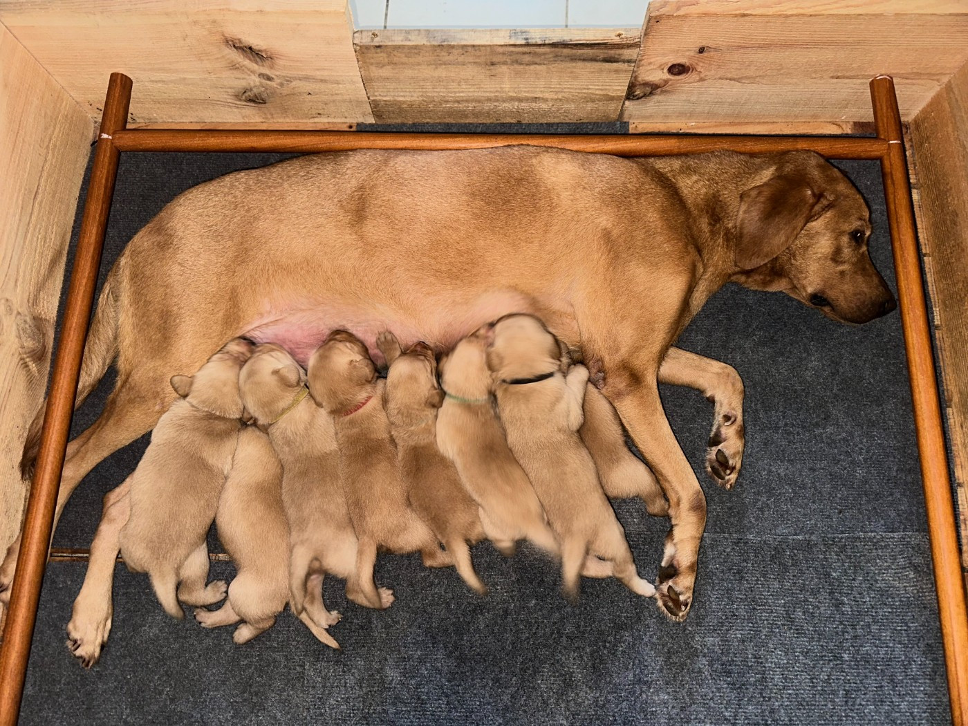 Des Bois De Barbotteau - Labrador Retriever - Portée née le 03/11/2025