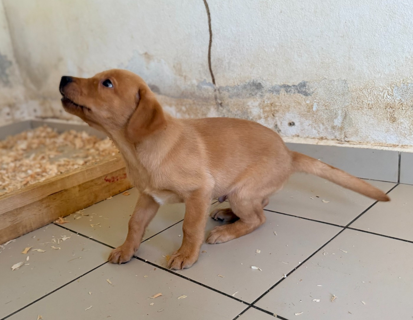 Des Bois De Barbotteau - Chiots disponibles - Labrador Retriever