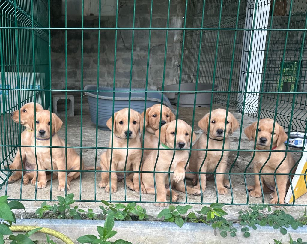 Chiot Labrador Retriever Des Bois De Barbotteau