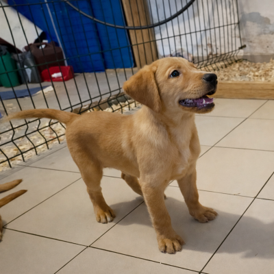 Ares des Bois de Barbotteau