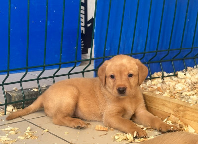 Alpha des Bois de Babotteau